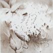 Milkweed